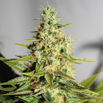 Семена конопли Auto Chronic Feminised Gold